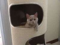 I have ordered 3 times. Everytime my cat and I are very happy.
Fast delivery, very high quality, beautiful products,...