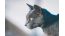 Which Scratching Post to Choose for a Russian Blue Cat?